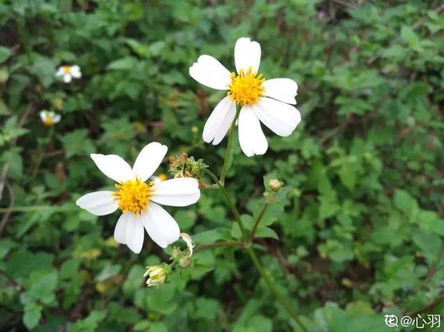 春天的花有什么，春天的花有几种分别是什么（40种小野花）