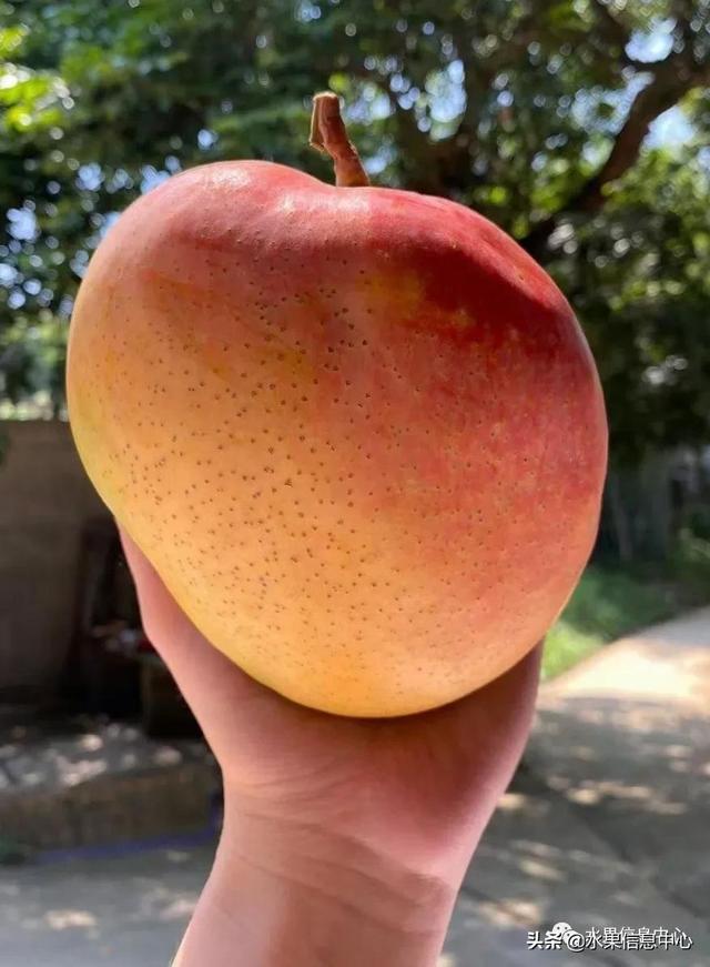 水仙芒果怎么才算熟了，水仙芒果怎么催熟（最好吃的芒果图鉴指南）