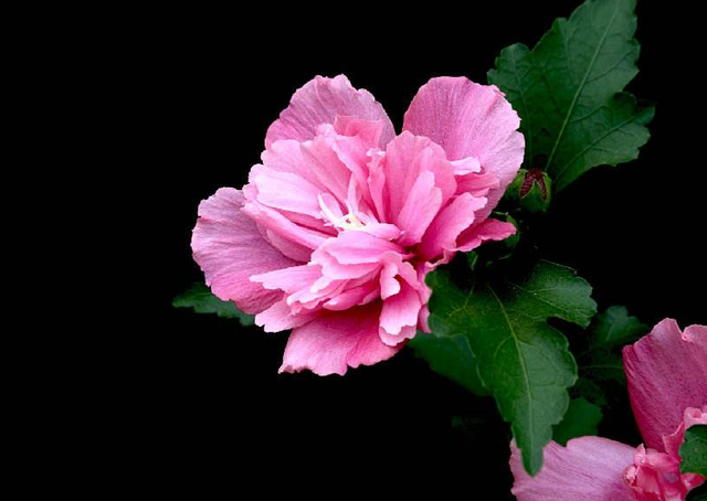 木槿花的花语是什么，花语比较虐心的花（它的花语有什么含义）