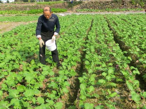 油菜一般指的什么，农民采取这种方式种油菜