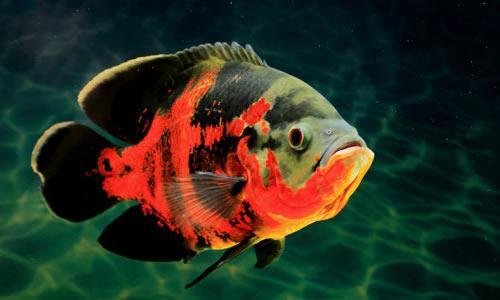 湄公河在我国境内的名称是什么，湄公河在哪里（你真的了解湄公河吗）