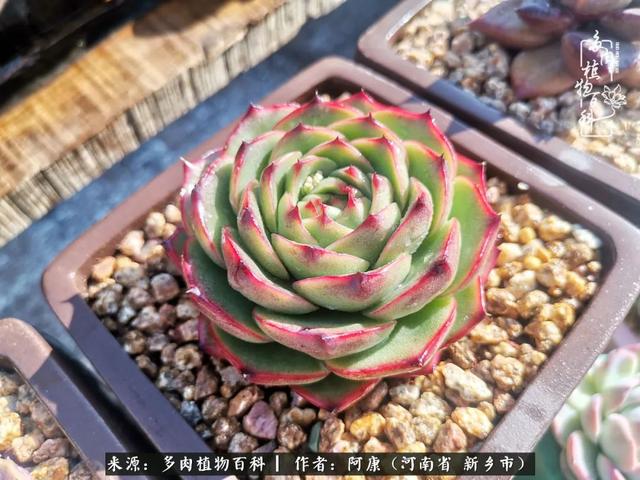 2021九·一八事变是多少周年，2021年是九一八事变的几周年（献给2021最好的春天）