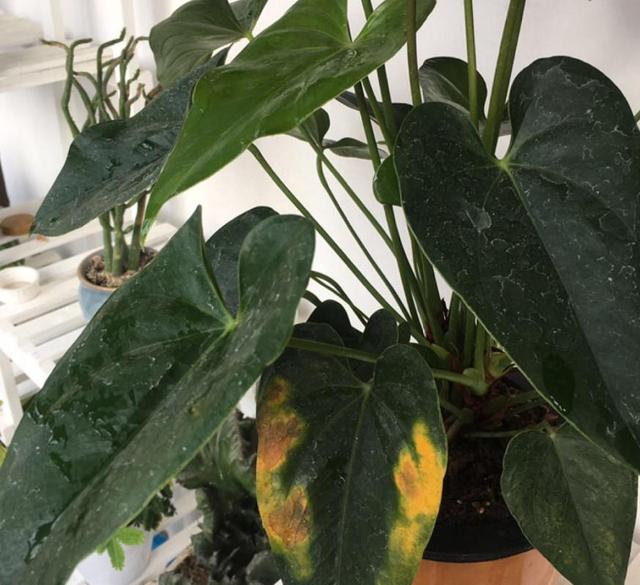 红掌叶子发黄怎么补救，红掌叶子发黄焦边干枯是怎么回事（修剪加点它，半月就恢复）