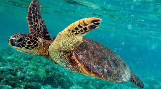 海龟是两栖动物吗，海龟是不是两栖动物（海龟历史久活得还久）