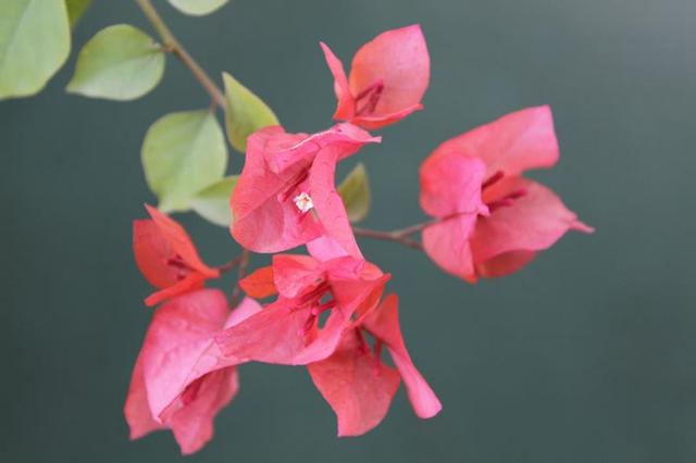 根号x求导等于什么，根号下x求导等于什么（<7y+15>=11的主要性质）