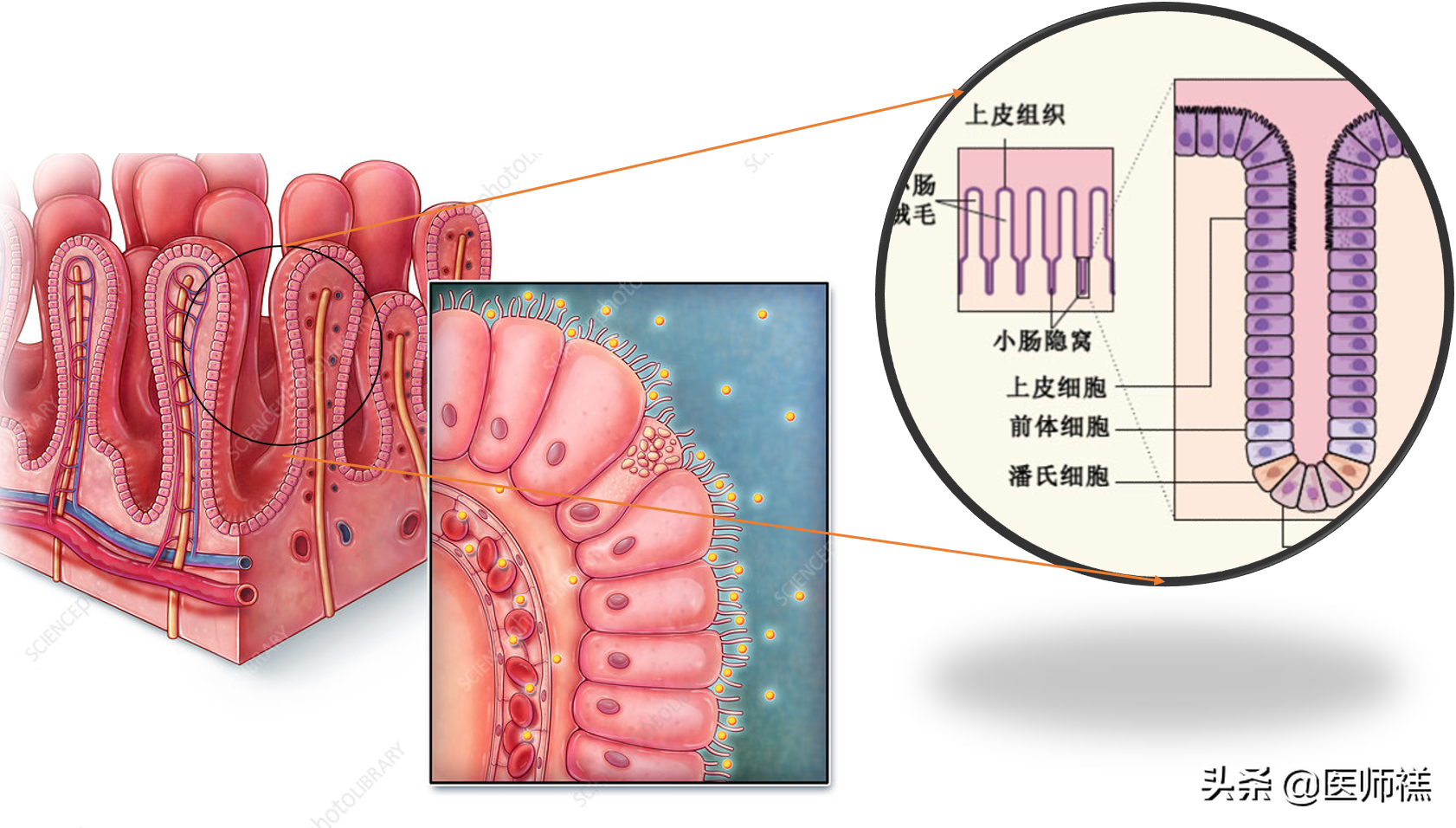 在我们小肠肠道的表面分布着很多的小肠绒毛,这些小肠绒毛是由众多的