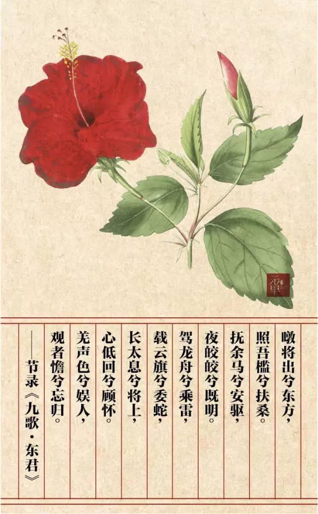 木兰科的常见地被植物有哪些，常绿木兰科植物有哪些（收藏起来留给孩子慢慢看）