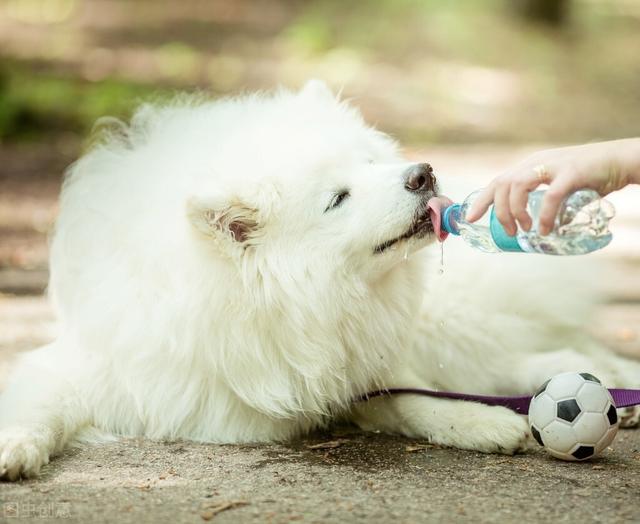 雪橇犬有几种，世界三大傻狗（最容易掉毛的7种狗狗）