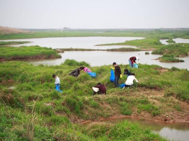 野泥蒿怎么做好吃窍门，野生泥蒿的做法（水边特有的一种野菜）