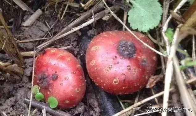 醋柳果的功效与作用，醋柳果的功效与作用及禁忌（国内有哪些小众特色水果）