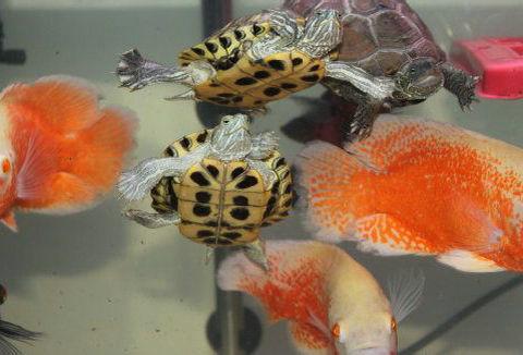 什么龟可以和鱼一起养，鱼龟混养的方法有哪些（猪鼻龟能和鱼一起混养吗）