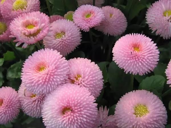 各种花的花语，各种花的花语爱情（史上最全花语大全）