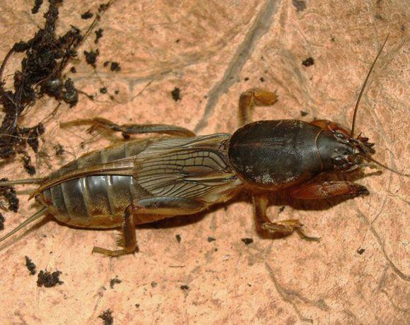 中华婪步甲怎么会在家里出现,中华婪步甲会在家里繁殖吗(净享生活,常