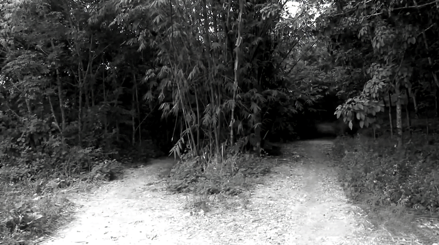 知青周萍的结局，周萍最后的结局是自杀（指导员被纳为重点嫌疑对象）