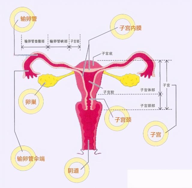 女性卵巢有几个，女性卵巢是几个（每个女人的必修课——卵巢是如何工作的）