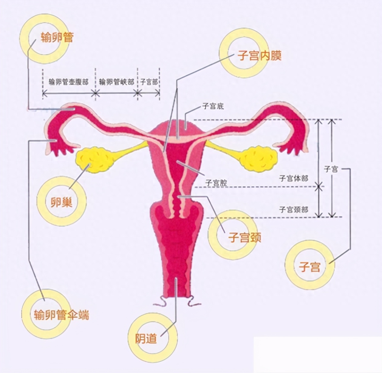 左右两侧卵巢正常大小是多少(卵巢正常大小参考值)