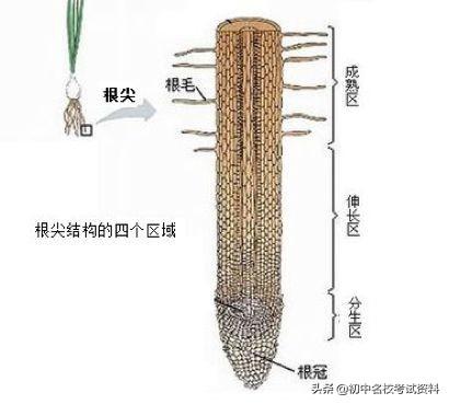 血型配对表图口诀，血型遗传规律表顺口溜（冲刺2020年中考-初中生物记忆口诀+知识点大全）