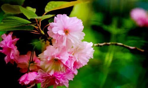 樱花是什么颜色，樱花有哪些品种和颜色（早樱、晚樱、垂枝樱、云南樱简介）