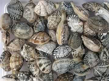 软体动物有哪些，软体类动物有哪些（从远古到现在外形几乎没变化）