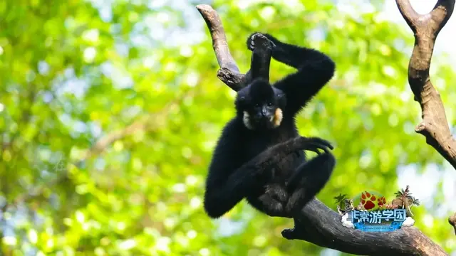 猩猩、狒狒和猴子的区别，狒狒和猩猩谁是猴科动物（是猿是猴，傻傻分不清楚）