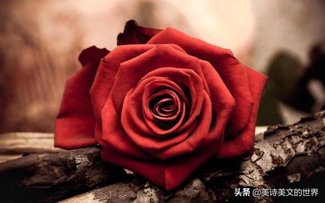 近乡情更怯不敢问来人，近乡情更怯不敢问来人是什么意思（有家长表示：这诗还是删了吧）
