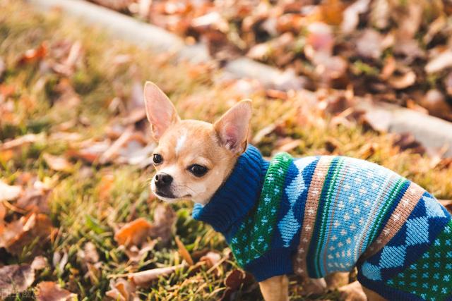 迷你杜宾犬怎么养，迷你杜宾犬养殖基地在哪里（主人记得给它们穿多点衣服）