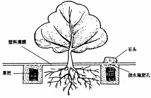 黑光灯价格多少钱，黑光灯的价格（如何科学地降低果园管理成本）
