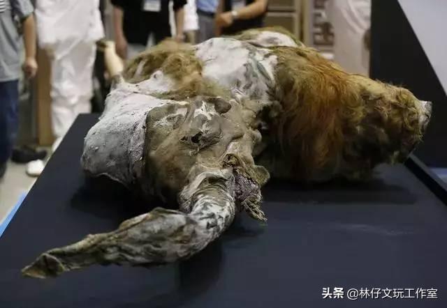 猛犸是什么东西，猛犸骨是什么东西（简单介绍一下猛犸象牙及其收藏价值）