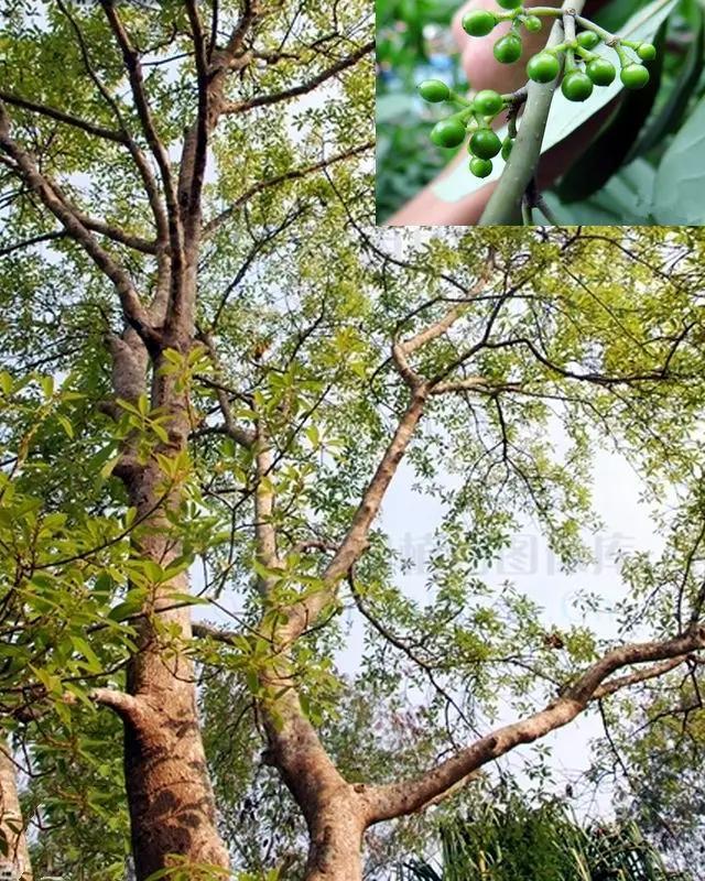 木姜子组合(木姜子,酸辣伴侣) - 旭辉快讯 - 旭辉网