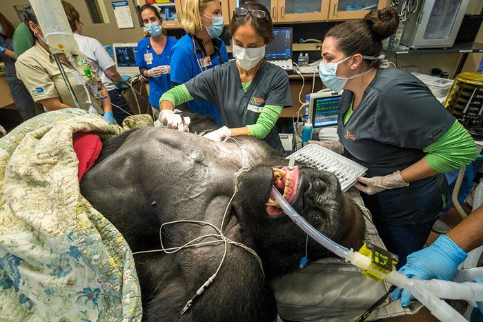 手术台上的大猩猩