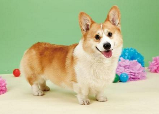 德国黑贝多少钱一只，最受孩子“欢迎”的6种狗（德国黑贝的价格）