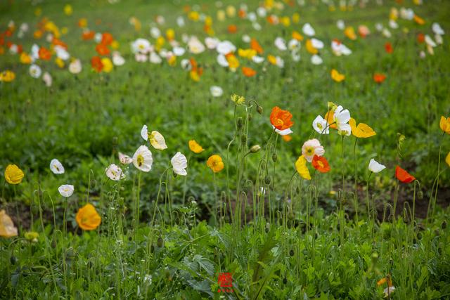 蜀山的具体位置在哪啊，蜀山位于哪里（徜徉在春色染透的田园风光里）