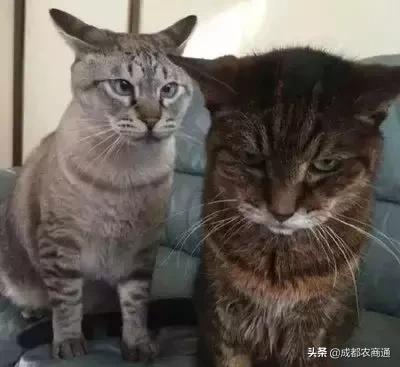 松茸跟松茸菇区别图，到底谁是真松茸