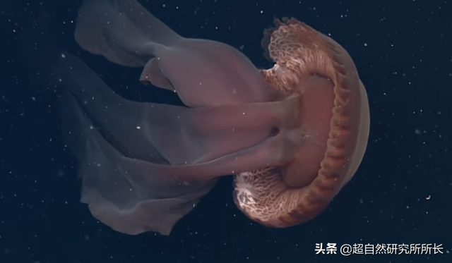 海底最深处的生物，10000米恐怖深海鱼（南极深处真的存在巨大的生物吗）