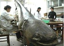 世界十大巨型淡水鱼盘点：体型惊人，部分凶猛无比的淡水霸主震撼登场
