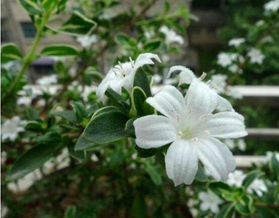六月雪什么时候开花 梅花几月开花哪个季节