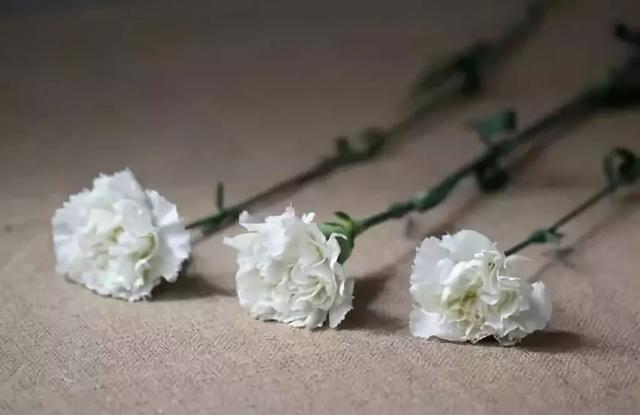 各种花的花语，各种花的花语爱情（史上最全花语大全）