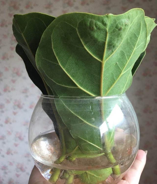生根水的制作方法，柳枝制作生根水浸泡几天合适（自制扦插\