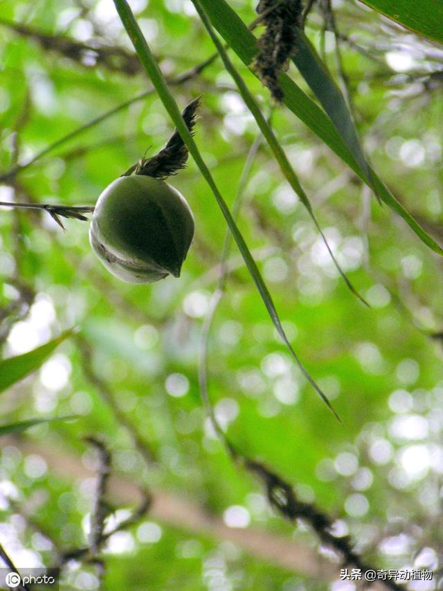 竹子会结果实吗，几十年结一次果的“死亡之竹”（竹子会不会结果子）