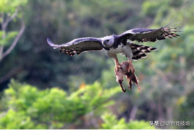 什么是角雕，角雕有什么特点（两只爪子拥有180斤力量）