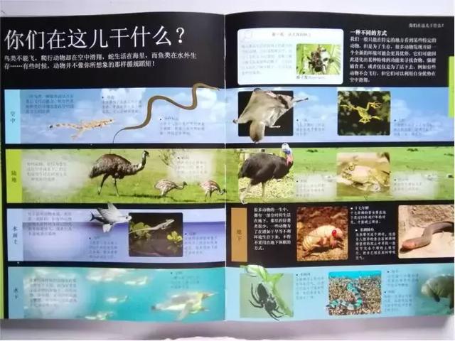 当时的恶金美金分别指的是,恶金美金指的是什么金属(世界顶级出版社的5套儿童百科全书) 当时的恶金美金分别指的是,恶金美金指的是什么金属(世界顶级出版社的5套儿童百科全书)