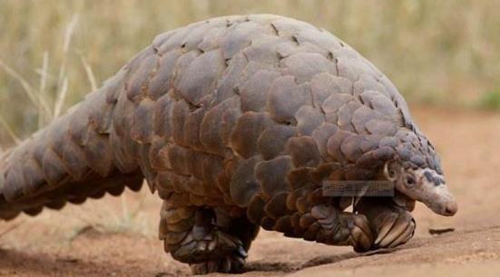 哺乳动物有哪些，世界上哺乳类动物有哪些（哺乳类动物和图片）