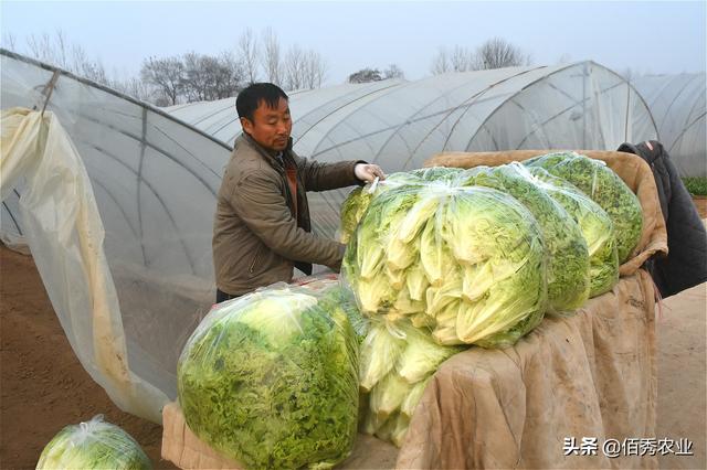 生菜的功效与作用，吃生菜的功效与作用（亩效益10000多元）