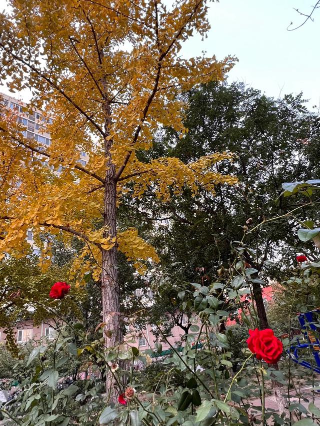 小区里的景色，小区里的景色真美呀（秋天里的小区美景图片）