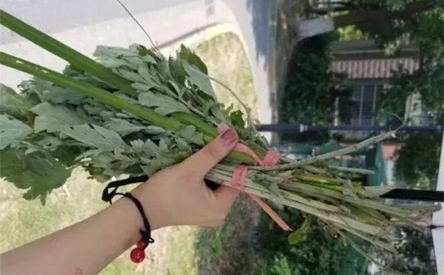 艾草能驱蚊子吗，艾草驱蚊吗（比花露水还管用）