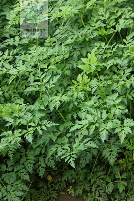 本草图经作者是谁，《本草图经》的作者（芎藭 蘼蕪 藁本）