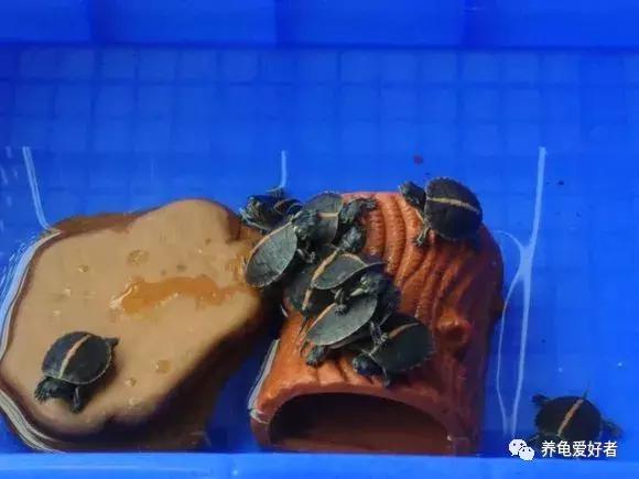 乌龟冬眠需要准备什么，乌龟冬眠怎么养（你的龟需要哪些准备呢）