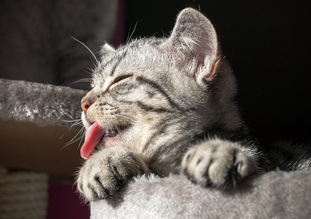 养猫对人的巨大危害，养猫对人的巨大危害有哪些（养猫的7个“害处”）