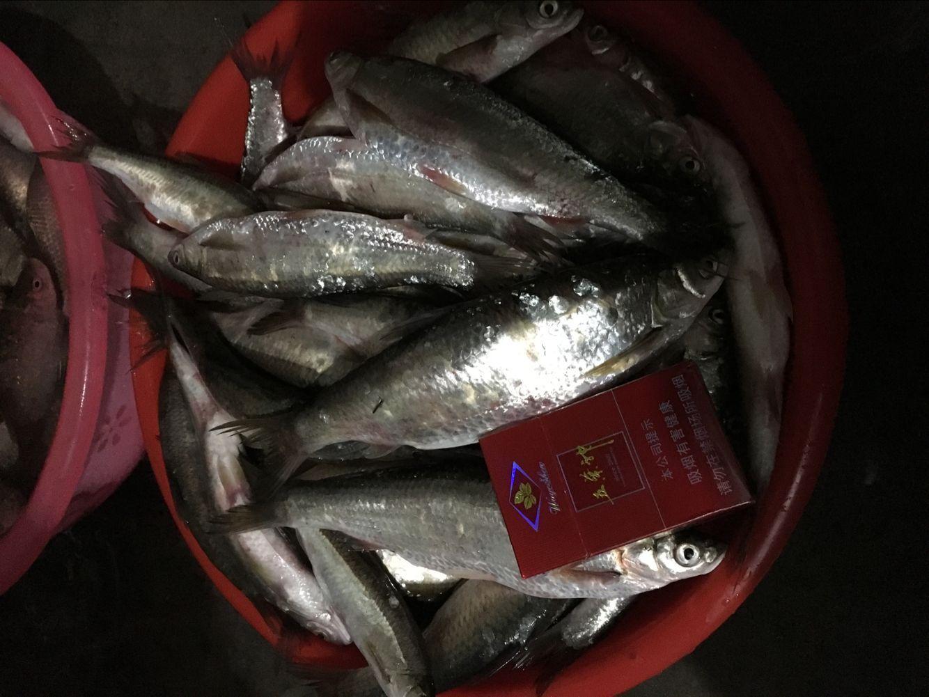 新手钓鱼调漂教学：水库实战调八目钓两目技巧详解视频