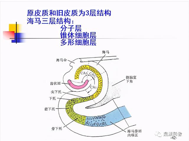 大脑杏仁体解剖图，高清大脑解剖图谱